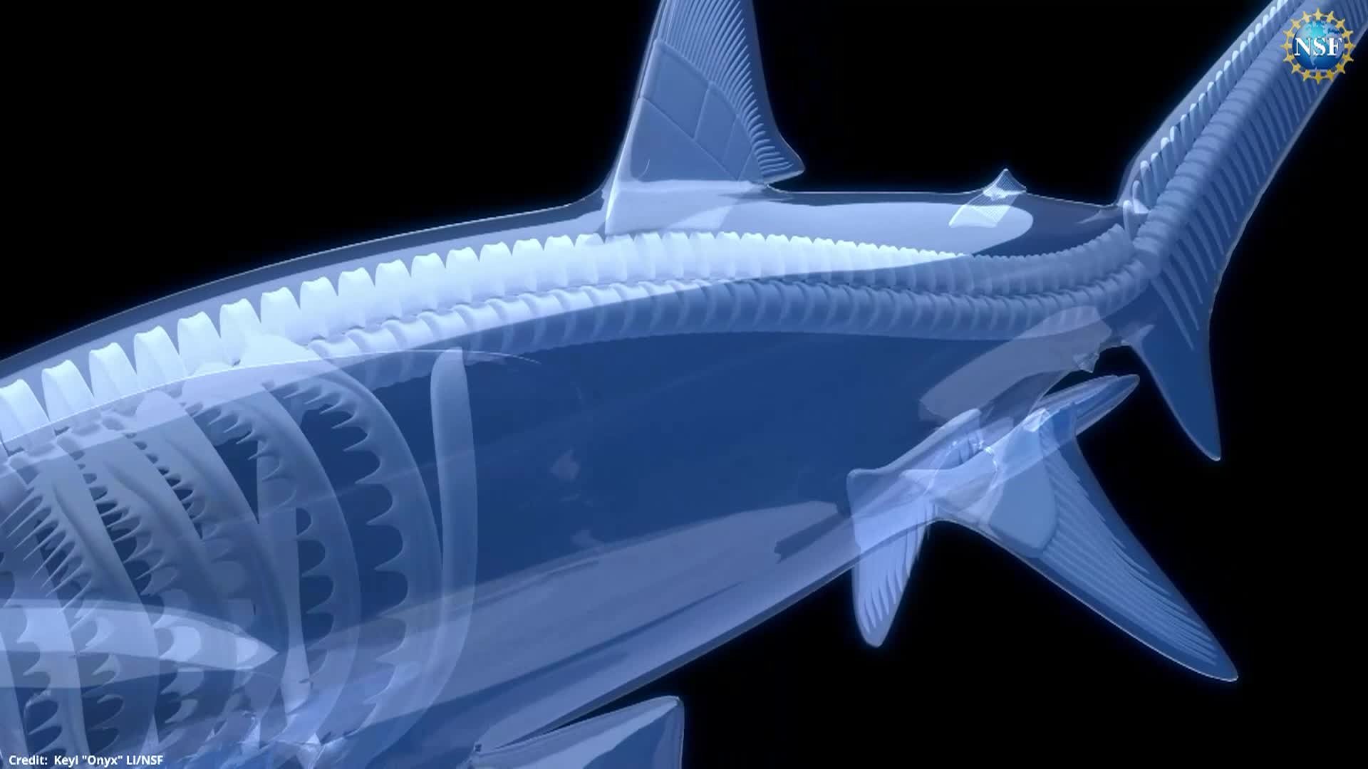 Sleek, Poetic ... and Deadly