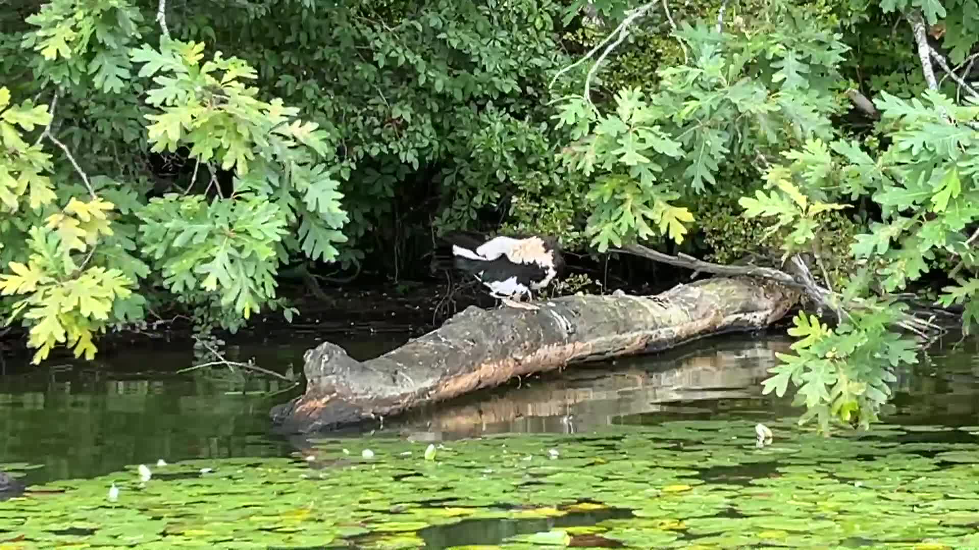 Kayaking in Massachusetts: Indian Head Pond, Hanson