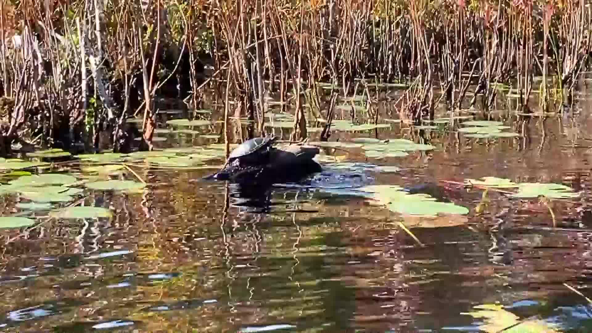 Kayaking in Massachusetts: Little Pond, Plymouth