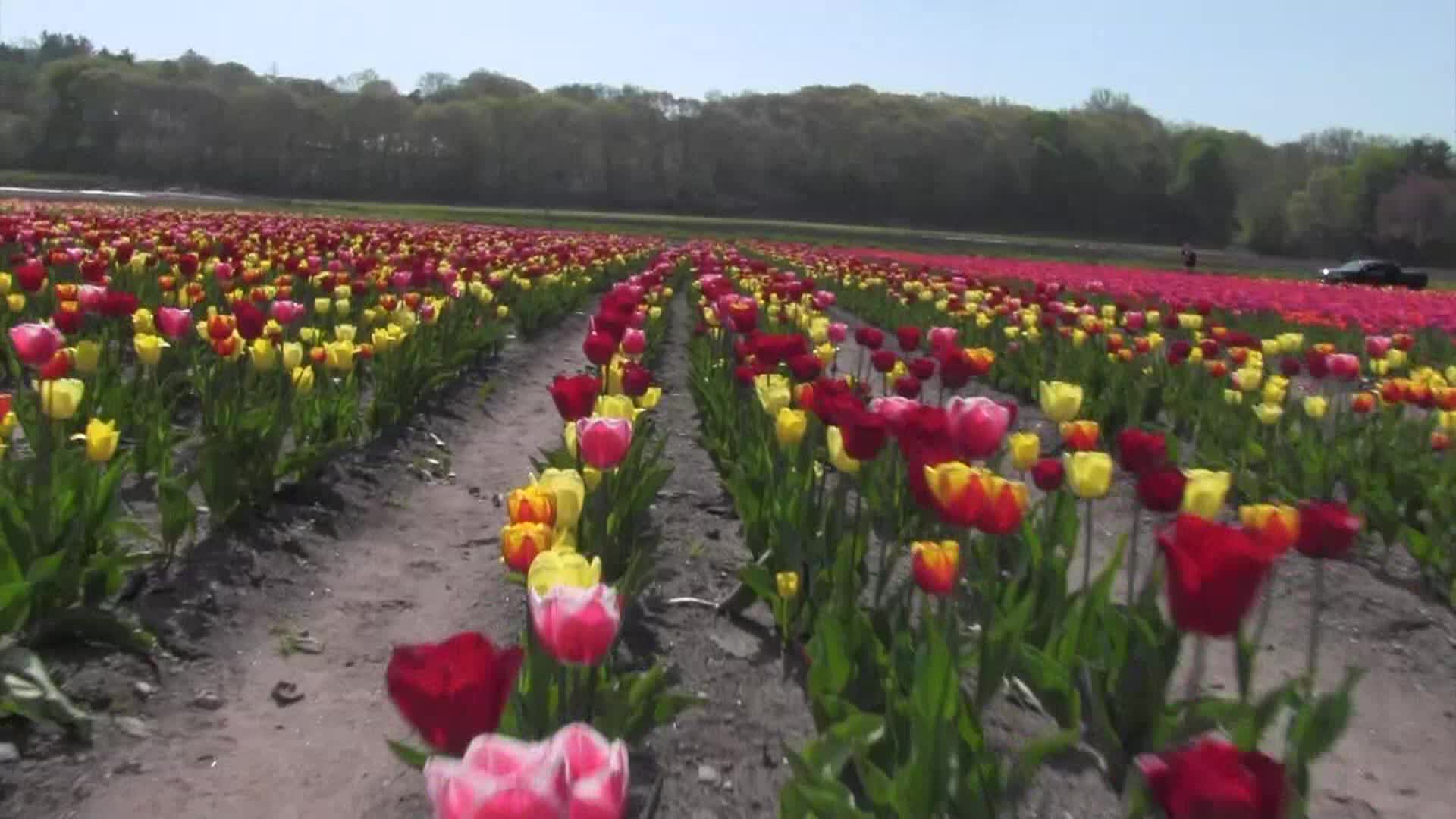 Around the Garden with Jimmy K - Wilson Farm Tulips